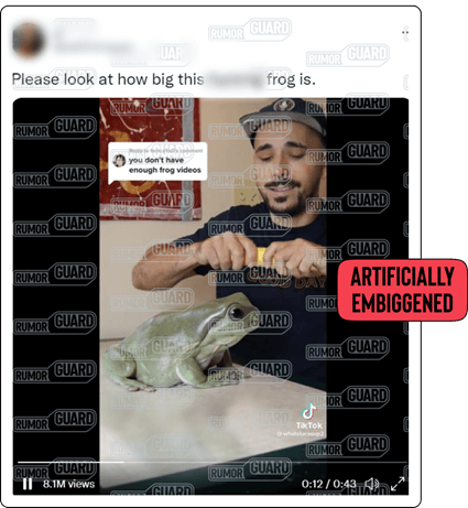 A tweet reads, “Please look at how big this … frog is” and features a video of a man feeding a banana to a large frog. The News Literacy Project has added a label that says, “ARTIFICIALLY EMBIGGENED.”