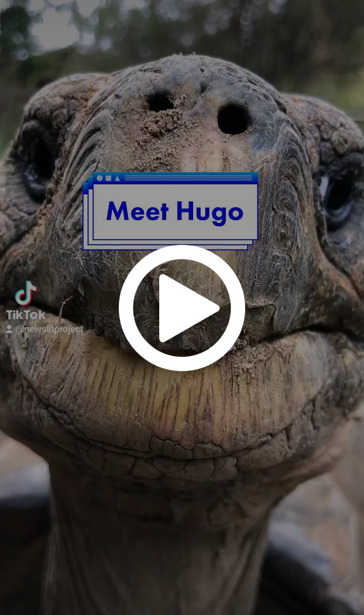 A still of a TikTok video shows a close-up of a Galapagos tortoise named Hugo. The News Literacy Project has added a label that says: “Meet Hugo.”