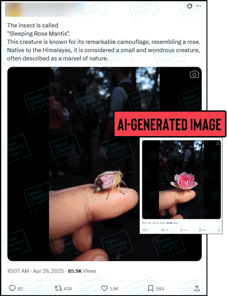 A social media post reads, “The insect is called ‘Sleeping Rose Mantis.’ This creature is known for its remarkable camouflage, resembling a rose. Native to the Himalayas, it is considered a small and wondrous creature, often described as a marvel of nature” and features two screenshots from a video showing a small bug camouflaging as a rose. The News Literacy Project has added a label that says “AI-GENERATED IMAGE.”