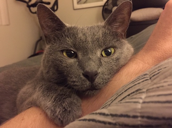 Photo of Chuck Salter's Cat