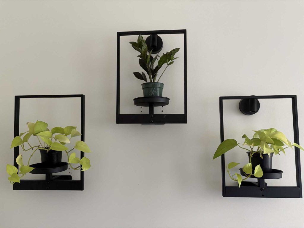 Aji-Bakare-plants_1920w - The News Literacy Project